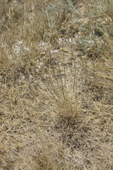 Allium inaequale