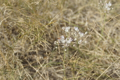 Allium inaequale