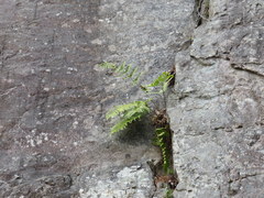 Dryopteris marginalis