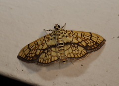 Haritalodes obliqualis