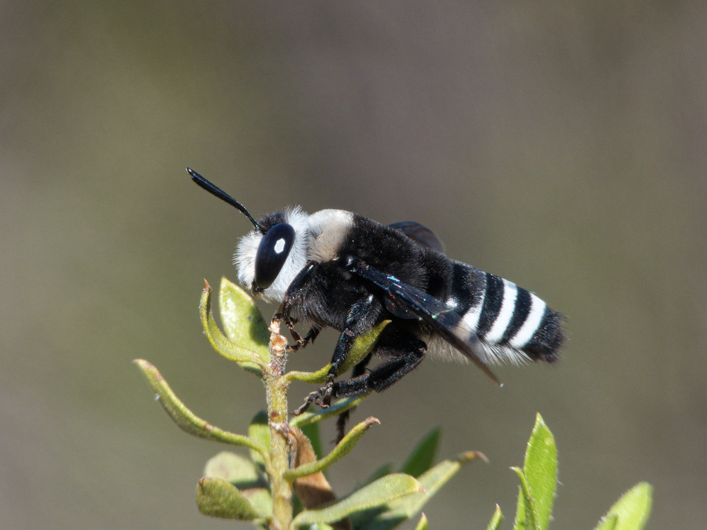 Caupolicana lugubris