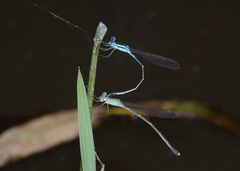 Indolestes insularis