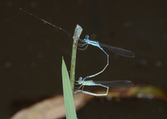 Indolestes insularis