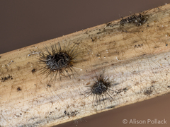 Dinemasporium strigosum