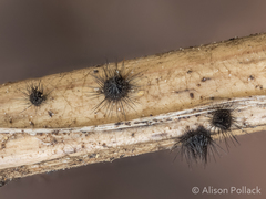 Dinemasporium strigosum