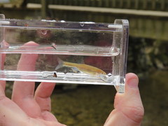 Luxilus chrysocephalus