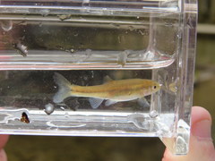 Luxilus chrysocephalus