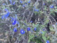 Salvia cuspidata