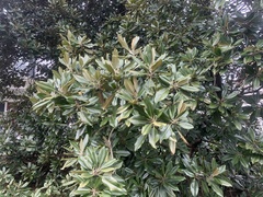 Magnolia grandiflora