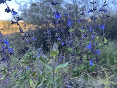 Salvia cuspidata