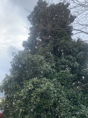 Magnolia grandiflora