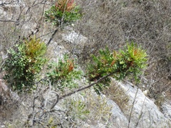 Pseudosmodingium virletii