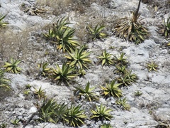 Agave xylonacantha