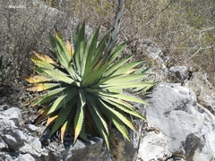 Agave xylonacantha