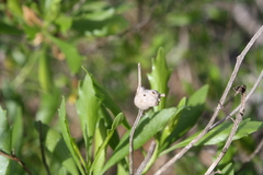 Neolasioptera lathami