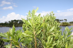 Neolasioptera lathami