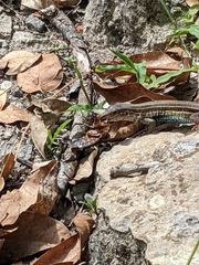 Aspidoscelis angusticeps