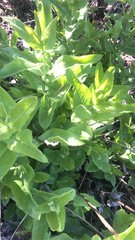 Acourtia microcephala