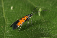 Neoheliodines