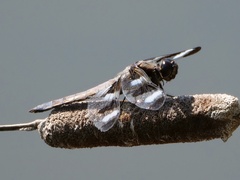 Libellula pulchella