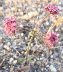 Chorizanthe douglasii