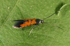 Neoheliodines