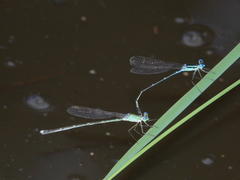 Indolestes insularis