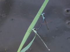 Indolestes insularis