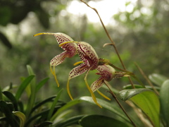 Masdevallia amanda
