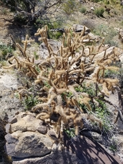 Cylindropuntia ganderi