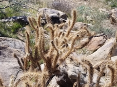 Cylindropuntia ganderi