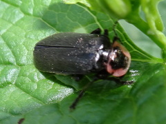 Atalantycha neglecta