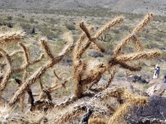 Cylindropuntia ganderi