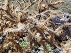 Cylindropuntia ganderi