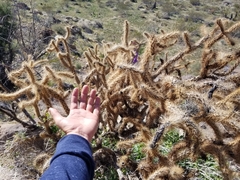 Cylindropuntia ganderi