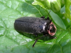 Atalantycha neglecta