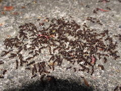 Tetramorium immigrans