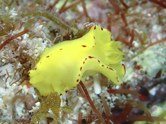 Diversidoris flava
