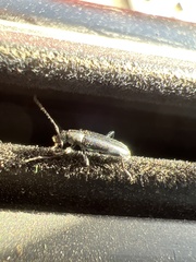 Brachysomida californica