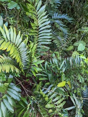 Zamia erosa