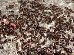 Tetramorium immigrans