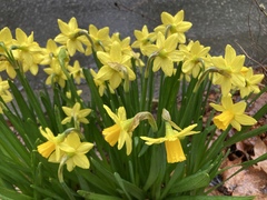 Narcissus minor