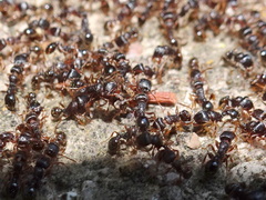 Tetramorium immigrans