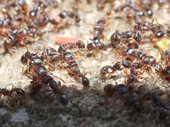 Tetramorium immigrans