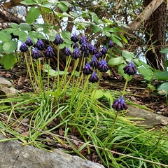 Muscari commutatum