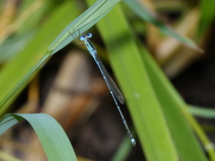 Indolestes insularis