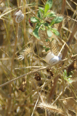 Xeropicta derbentina