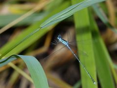 Indolestes insularis