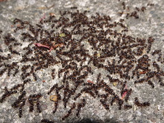 Tetramorium immigrans