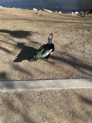 Cairina moschata domestica